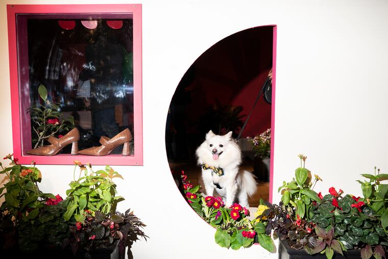 Poco, an American Eskimo dog, during Fido Friday at the Flower Show.