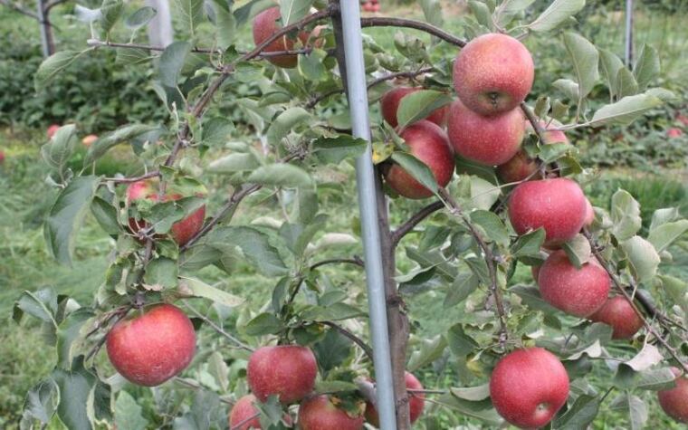 Picking is abundant at Highland Orchards.