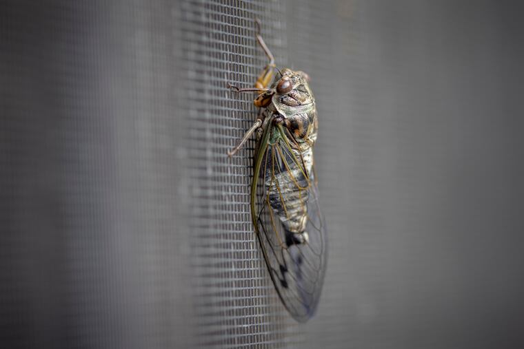 A cicada perches on a storm door screen in East Falls in August 2021.