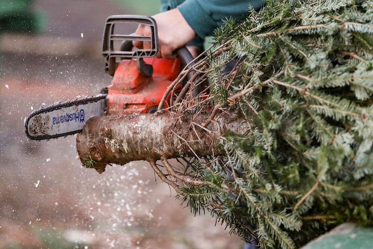 The cut bottoms of Christmas trees lay on ground at Yeager's Farm in Phoenixville, Pa.. Cutting the bottom allows the tree to absorb water more easily and rid it of hardened sap.