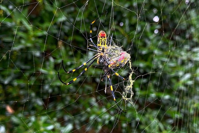 The joro spider, a large spider native to East Asia, is seen in Johns Creek, Ga., on Sunday, Oct. 24, 2021. The spider has spun its thick, golden web on power lines, porches and vegetable patches all over north Georgia this year – a proliferation that has driven some unnerved homeowners indoors and prompted a flood of anxious social media posts. (AP Photo/Alex Sanz)