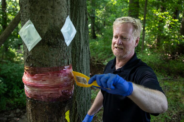 Chris Tipping, of Sellersville, Pa., a professor in the biology department at Delaware Valley University, is applying the sticky proprietary material to catch the spotted lanternfly. This material is placed on three colored plastic wraps in yellow, red, and blue. These traps are placed throughout the vineyard with random colors and with or without baits. The testing for the spotted lanternfly traps is at a vineyard in Fountainville, Bucks County, with the Catch Master organization and is safe and non-targeted toward animals.