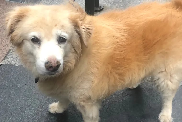 A photo the author snapped of her mixed chow Gabby shortly before being accused of trying to steal her.