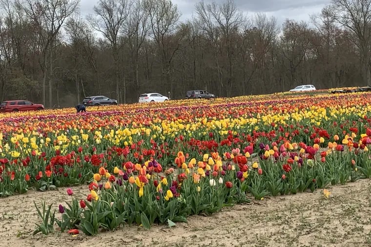 Cars drive through Dalton Farms tulip fields in Swedesboro.