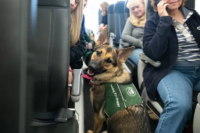 A group of 43 Seeing Eye dogs in training and their handlers sit on a plane for a training exercise at Philadelphia International Airport on Saturday. These four-legged pups are learning how to assist travelers with visual impairments.