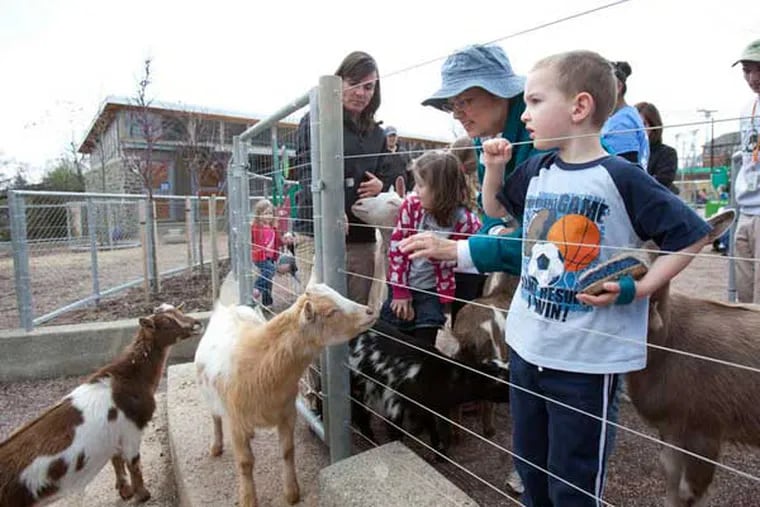 The Philadelphia Zoo officially opened its kids friendly KidsZooU area today, Saturday April 13th. Here, Glenn Smith, 5, of Wilmington, right, looks over the Brown Nigerian dwarf goats in the "contact area."( ED HILLE / Staff Photographer )