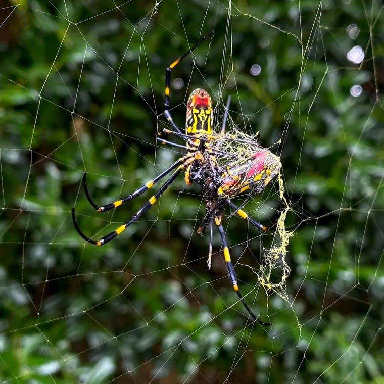 The Jorō spider, a large spider native to East Asia, is seen in Johns Creek, Ga., Oct. 24, 2021. Populations of the species have been growing in parts of the South and East Coast for years, now including Pennsylvania, and many researchers think it's only a matter of time before they spread to much of the continental U.S.