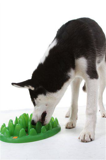 Games and toys to keep pets happy