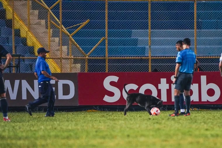 A dog ran onto the field during the second half of the Union's Concacaf Champions League game at Alianza FC on Tuesday.