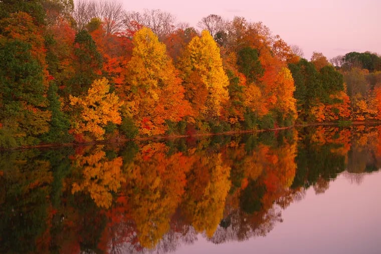 Vivid Autumn foliage is reflected in a still lake in the golden hour, with periwinkle sky. Image created at Nockamixon State Park in Quakertown, Bucks County, Pennsylvania. "Nockamixon" may mean "in the place or soft soil" in the Lenni Lenape language. DSLR image at low ISO captures magnificent fall color warmth in a horizontal format late in the day. No people. Copy space.