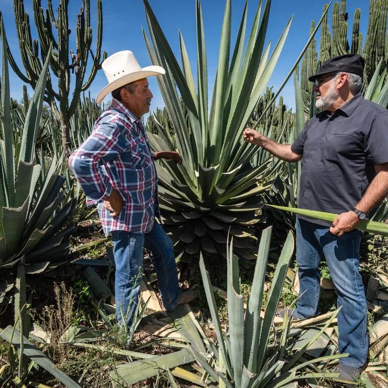 Mescalero Santos Juárez (left) and David Suro examine agave in Toliman, in Southern Jalisco, in Mexico, in February 2023.