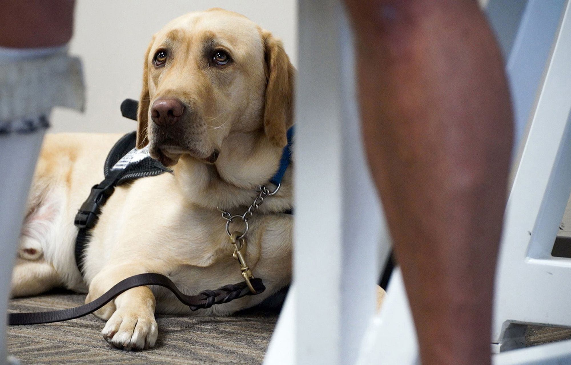 can emotional support dogs fly free