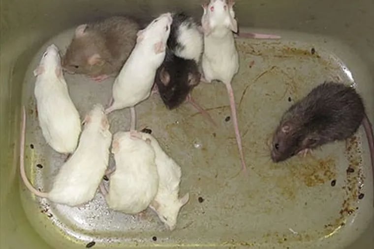 Are these mice victims, unintentional accomplices or criminal evidence?