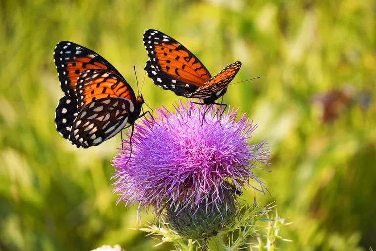 Eastern regal fritillaries on a thistle at Fort Indiantown Gap National Guard Training Center in Pennsylvania.