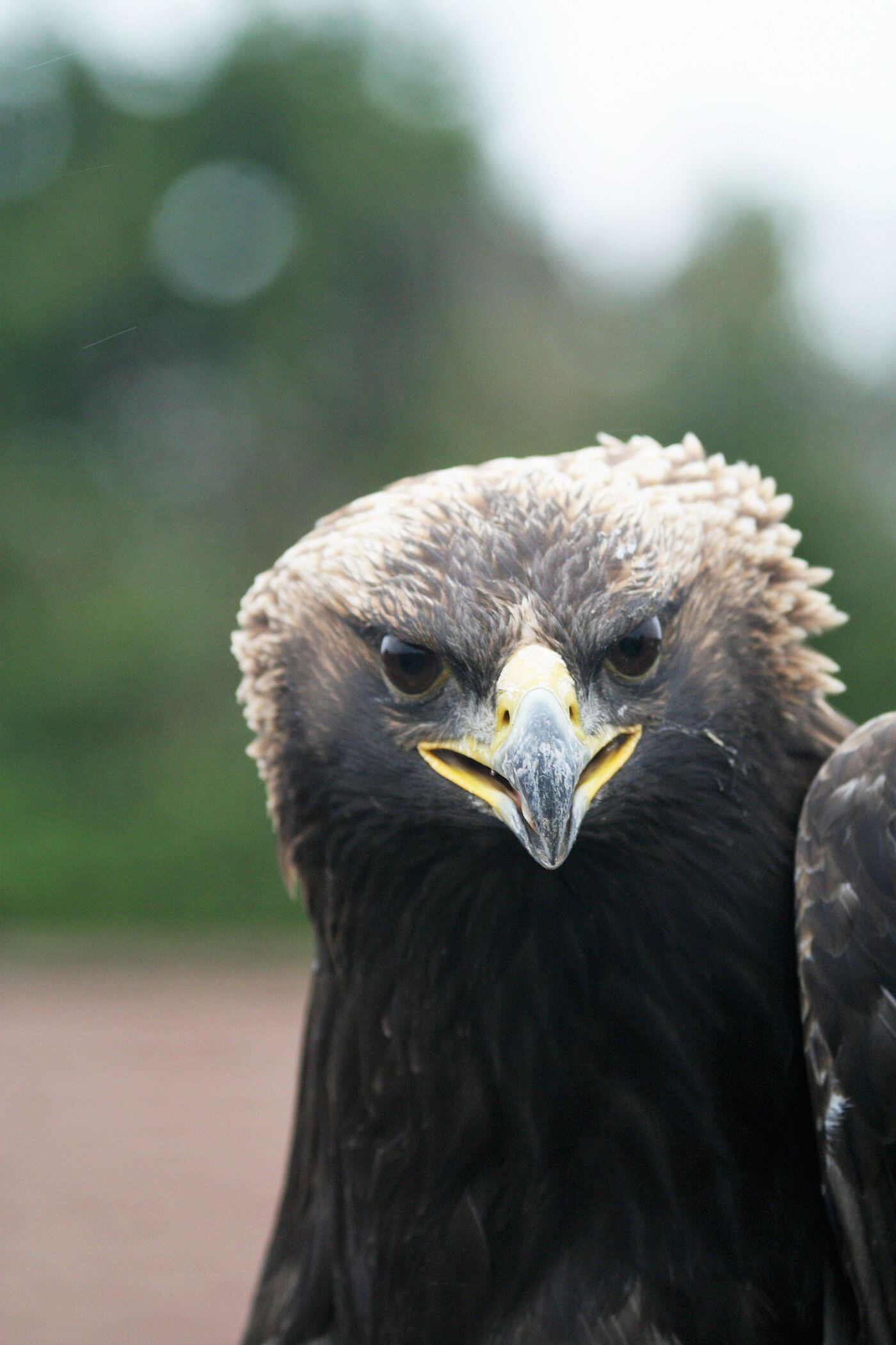 Why Bird Watchers Flock To Cape May And Philly We Are