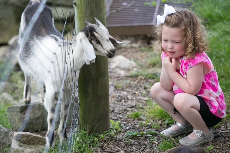 Four-year-old Ellie Schaible shares her thoughts with a friendly goat at the Milky Way Farm & Chester Springs Creamery. Thousands of children tour the farm and enjoy getting close to the cows and goats and eating homemade ice cream.
