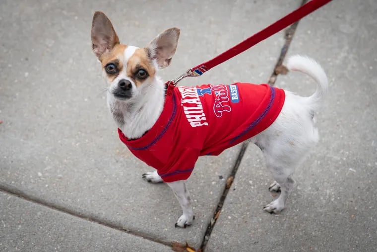 Philadelphia tough for pet owners, Zumper study finds